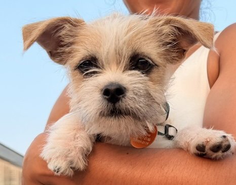 POPTART - Terrier available for adoption