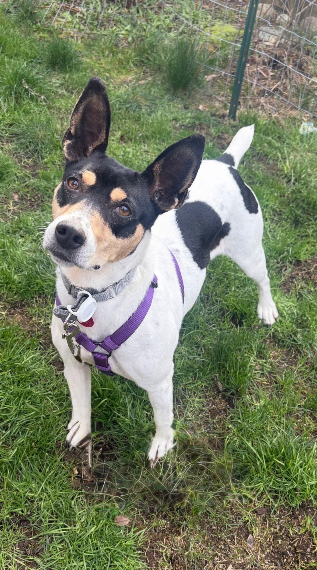 NOVA - Rat Terrier available for adoption