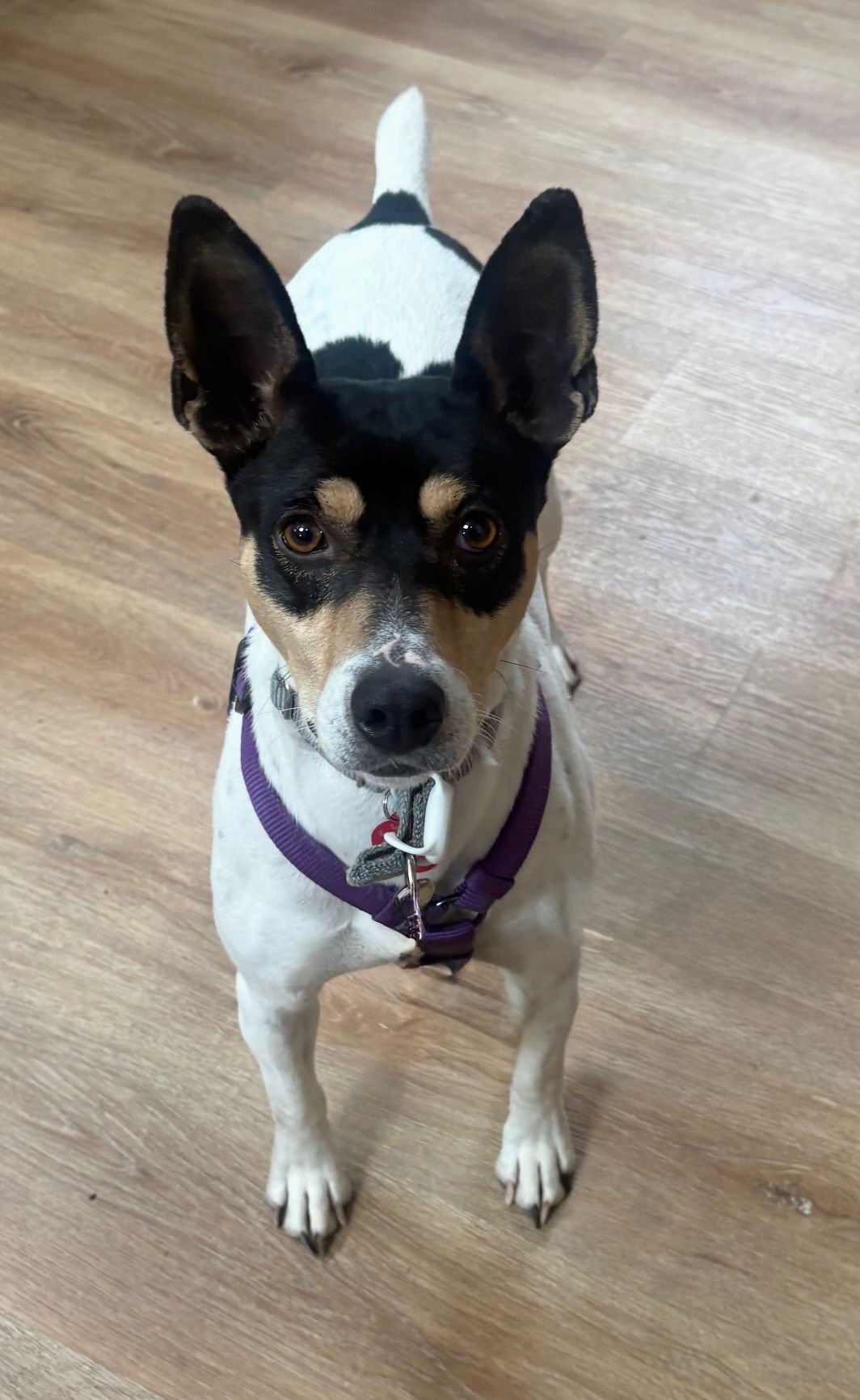 NOVA - Rat Terrier available for adoption