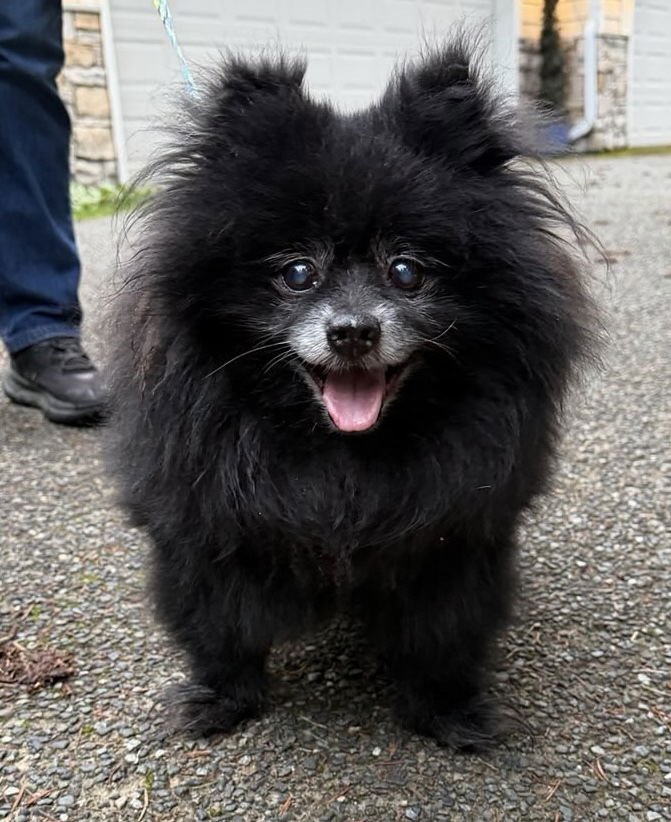 BERRY - Pomeranian available for adoption