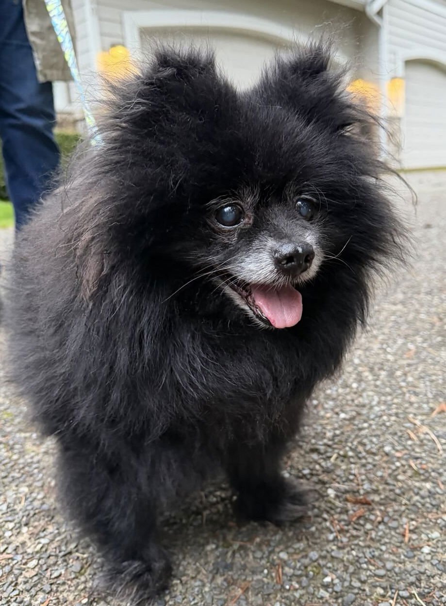 BERRY - Pomeranian available for adoption