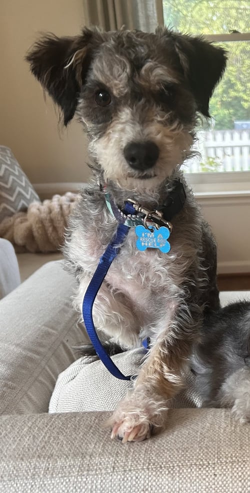 RIYO - Schnauzer / Poodle (Miniature) available for adoption