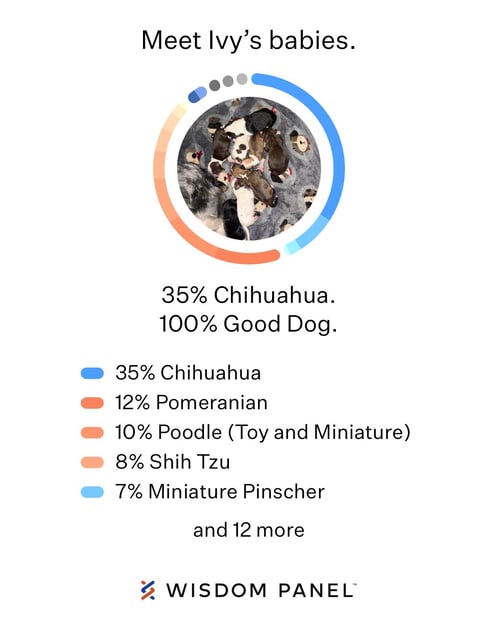 EMI - Pomeranian / Chihuahua available for adoption