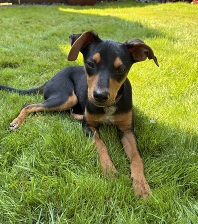 DIGBY - Rat Terrier available for adoption