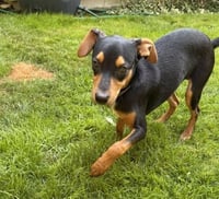 Digby - Photo 3