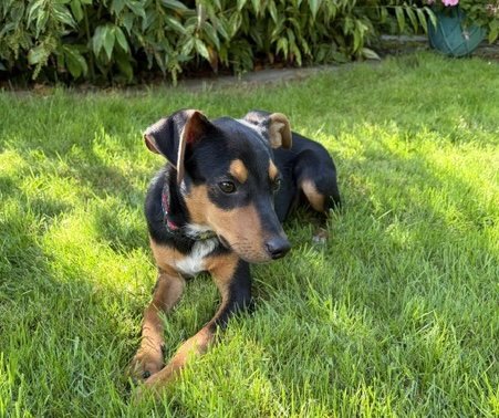DIGBY - Rat Terrier available for adoption