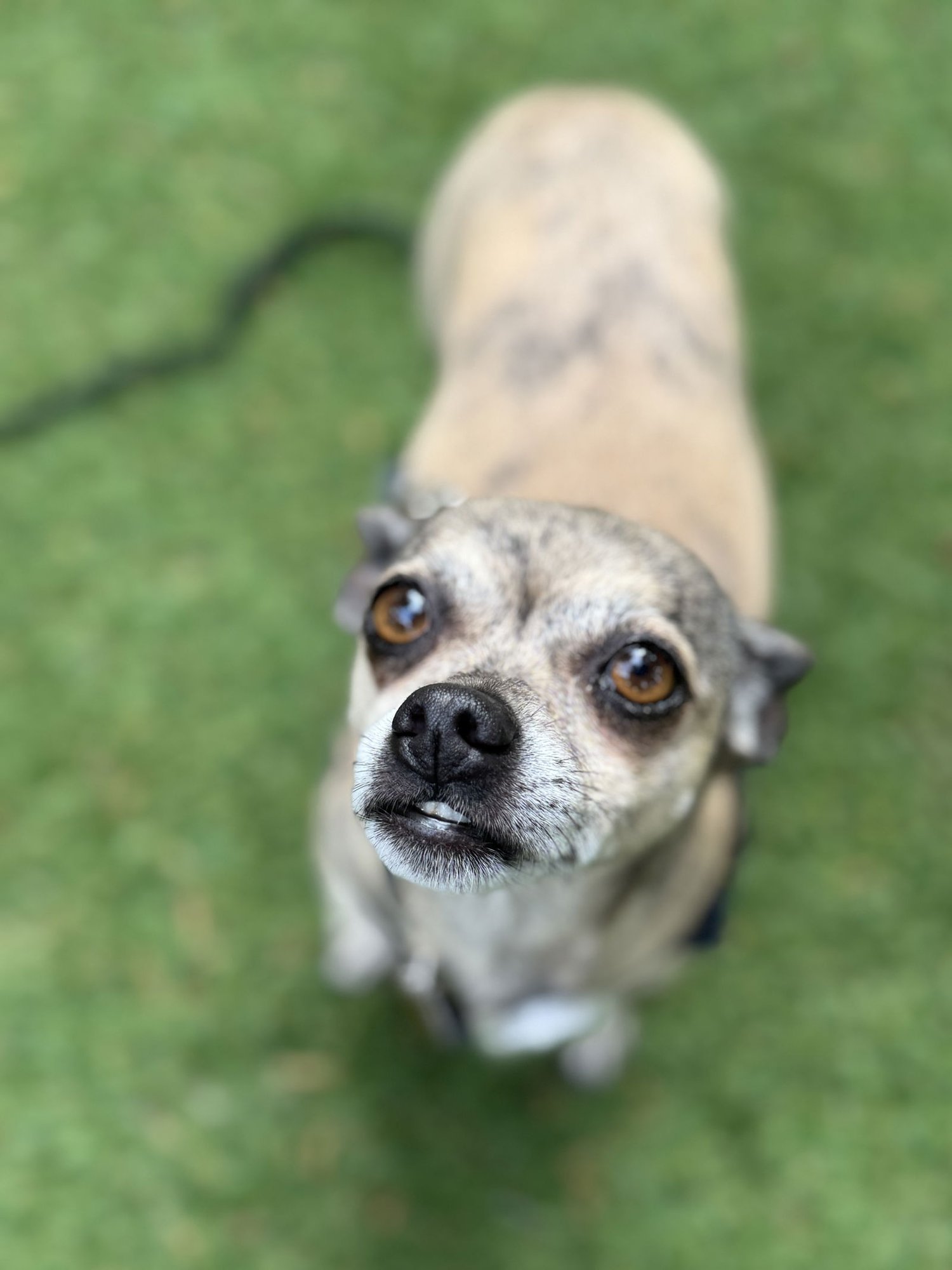 CHAMPAGNE - Chihuahua available for adoption