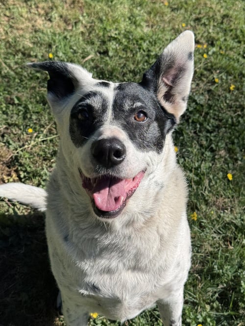 WILSON - Collie / Cattle Dog for adoption in Bellevue