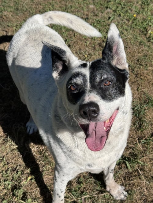 WILSON - Collie / Cattle Dog available for adoption