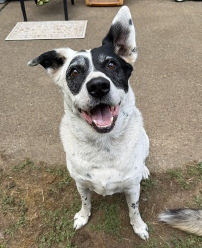 WILSON - Collie / Cattle Dog for adoption in Bellevue