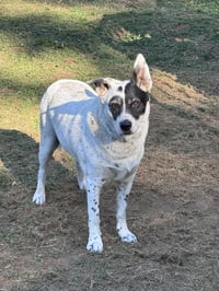 Wilson - Photo 5