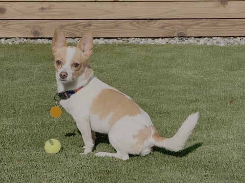 ROADIE - Chihuahua available for adoption