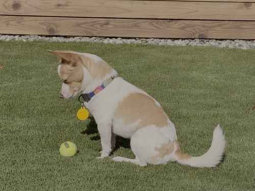 ROADIE - Chihuahua available for adoption