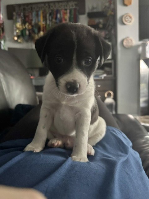 INKY - Terrier for adoption in Tacoma
