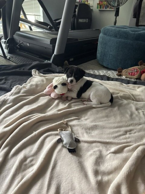 INKY - Terrier available for adoption