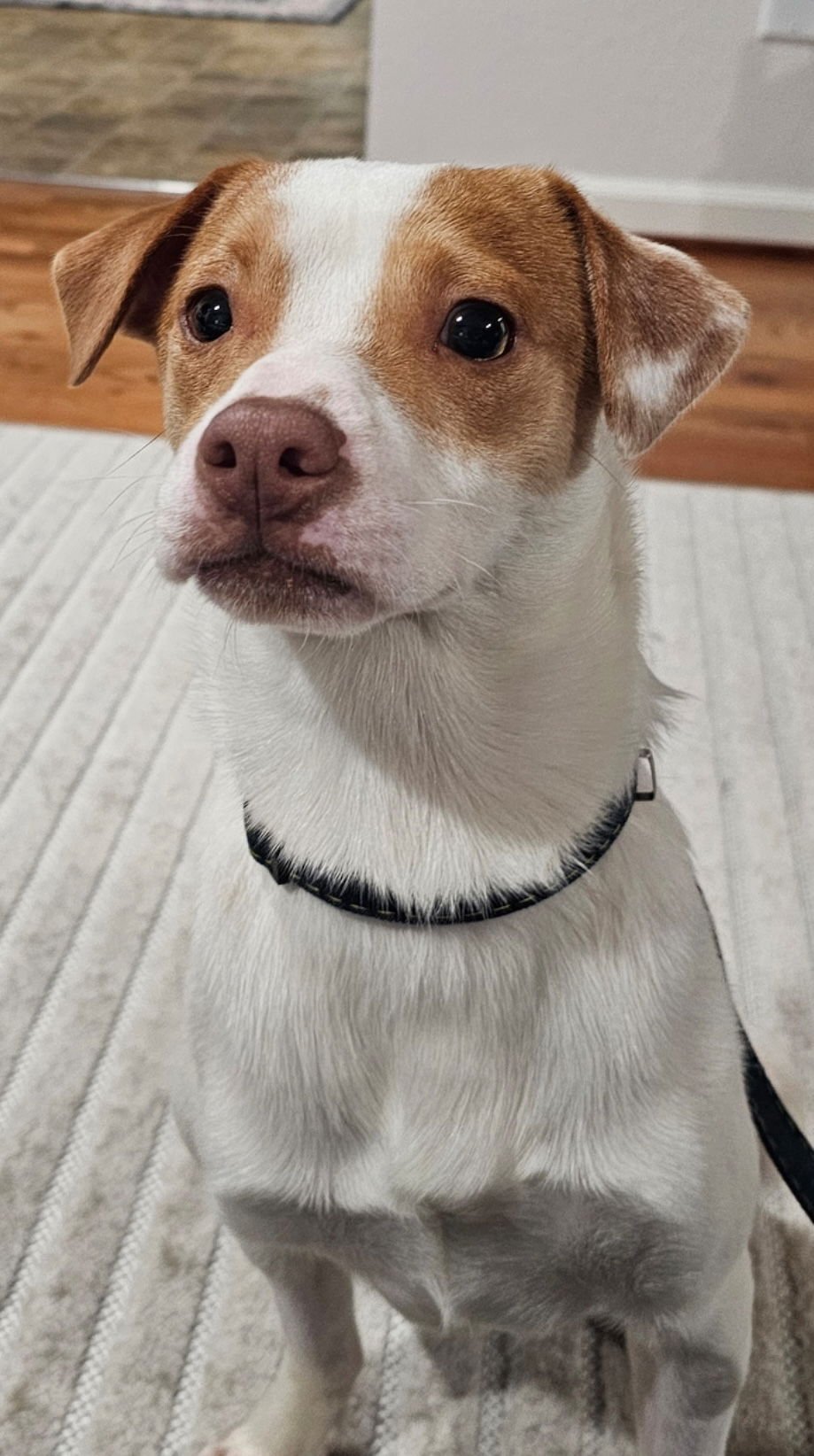 CODY - Unknown available for adoption