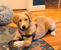 Queso - Photo 2