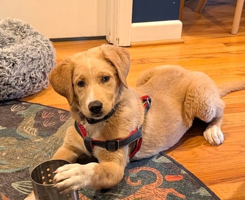 QUESO - Labrador Retriever / Husky available for adoption