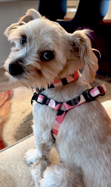 Gidget Image