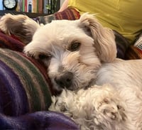 Gidget - Photo 2