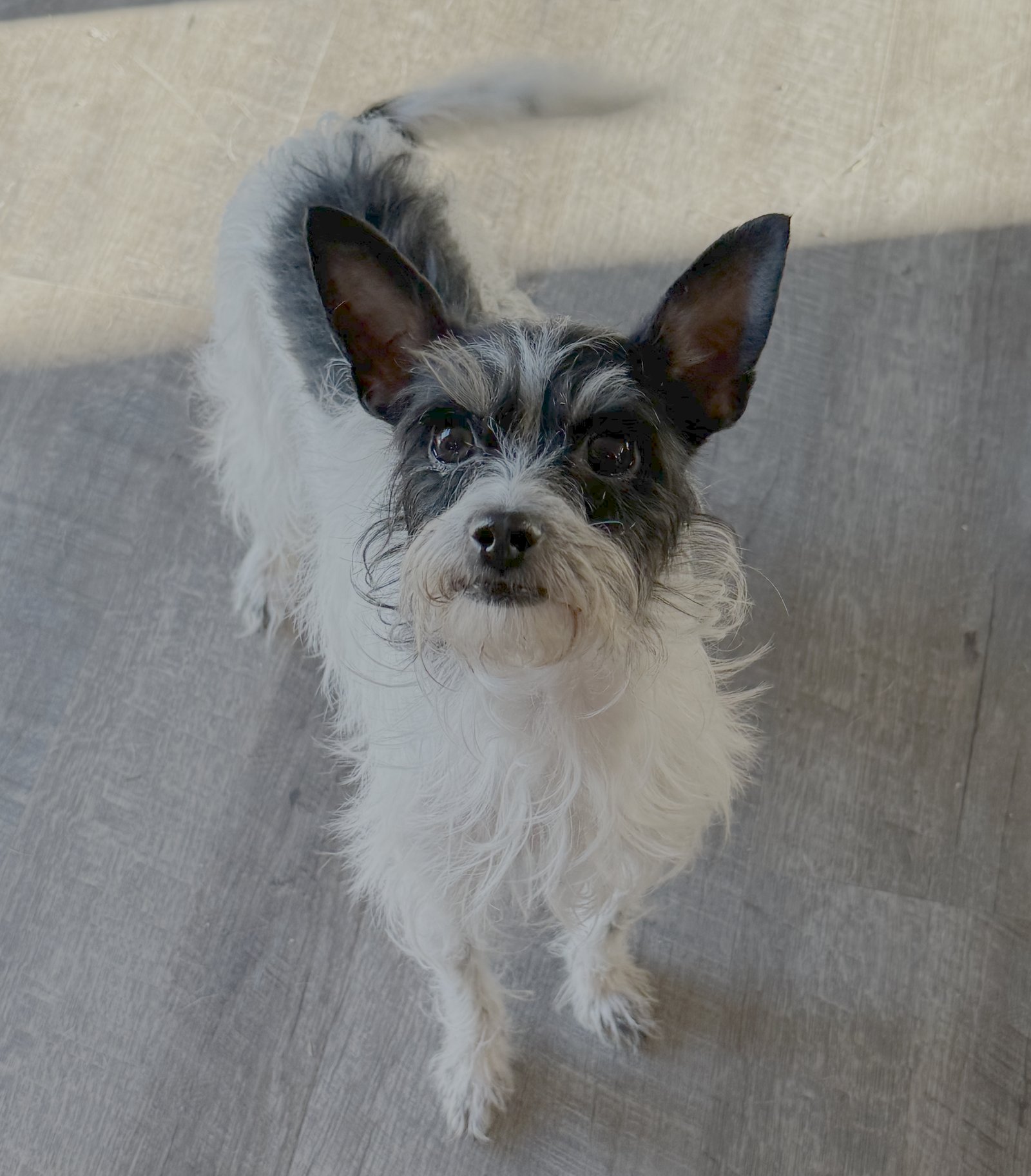 CHLOE - Terrier available for adoption