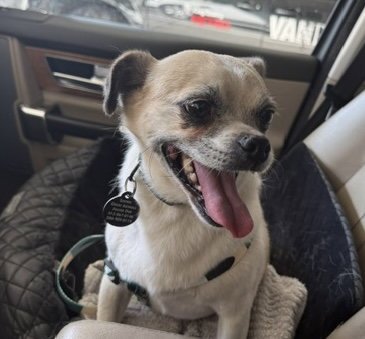 ROCKY - Pug / Chihuahua available for adoption