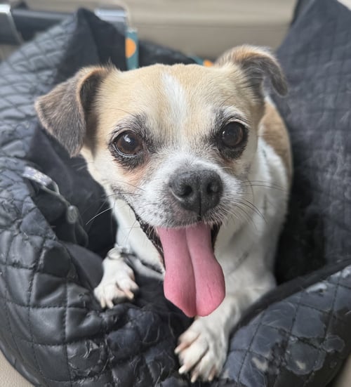 ROCKY - Pug / Chihuahua available for adoption
