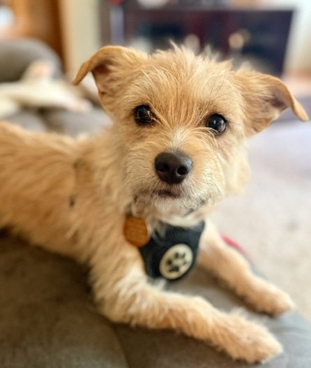 FROSTY - Terrier available for adoption