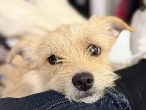 FROSTY - Terrier available for adoption