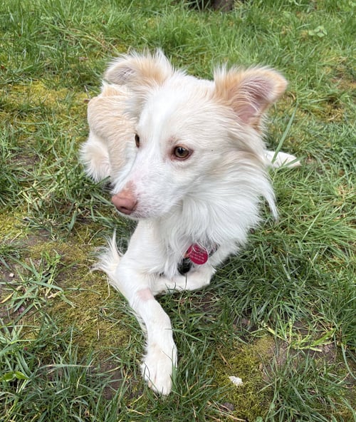 PICKLES - Unknown available for adoption