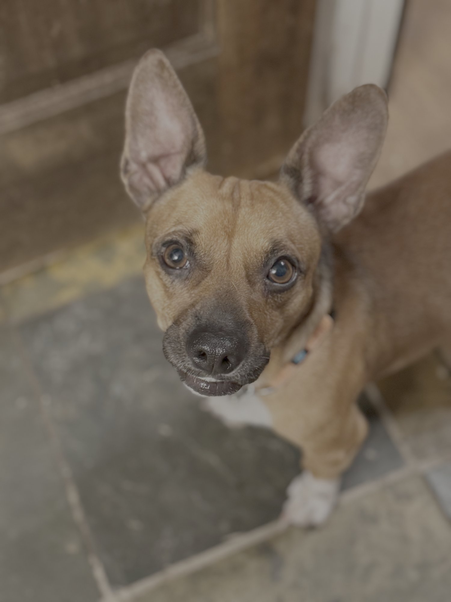 CONNOR - Chihuahua / Dachshund available for adoption