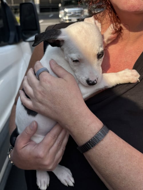 BUTTER - Pit Bull Terrier available for adoption