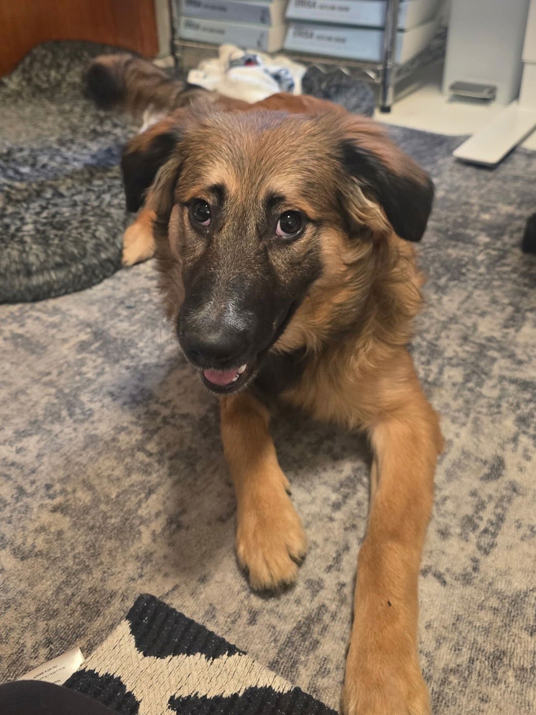 CLEO - Shepherd available for adoption