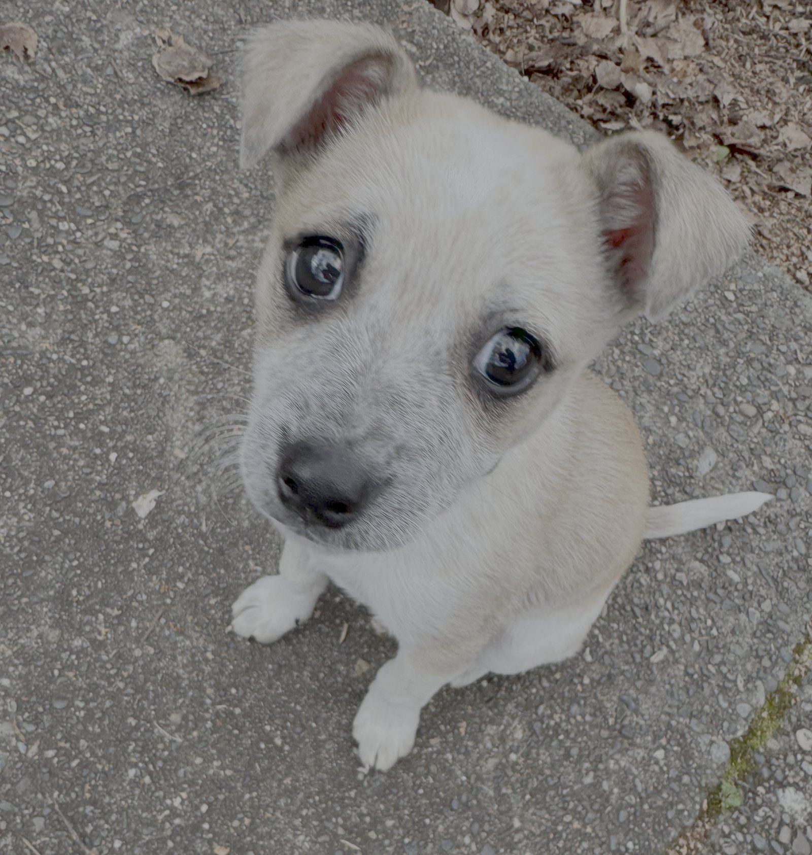 JOANIE - Cattle Dog / Corgi available for adoption