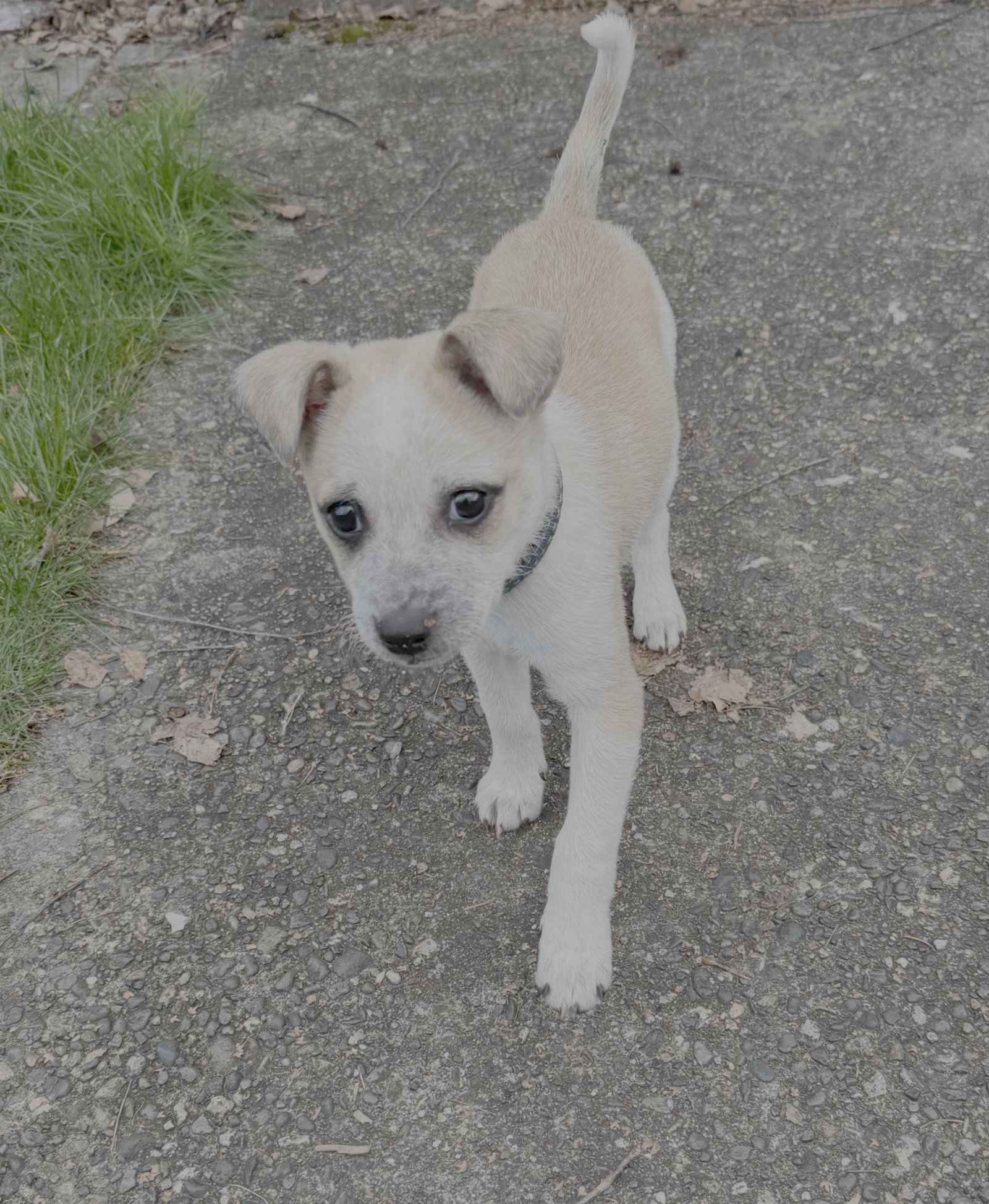 JOANIE - Cattle Dog / Corgi available for adoption