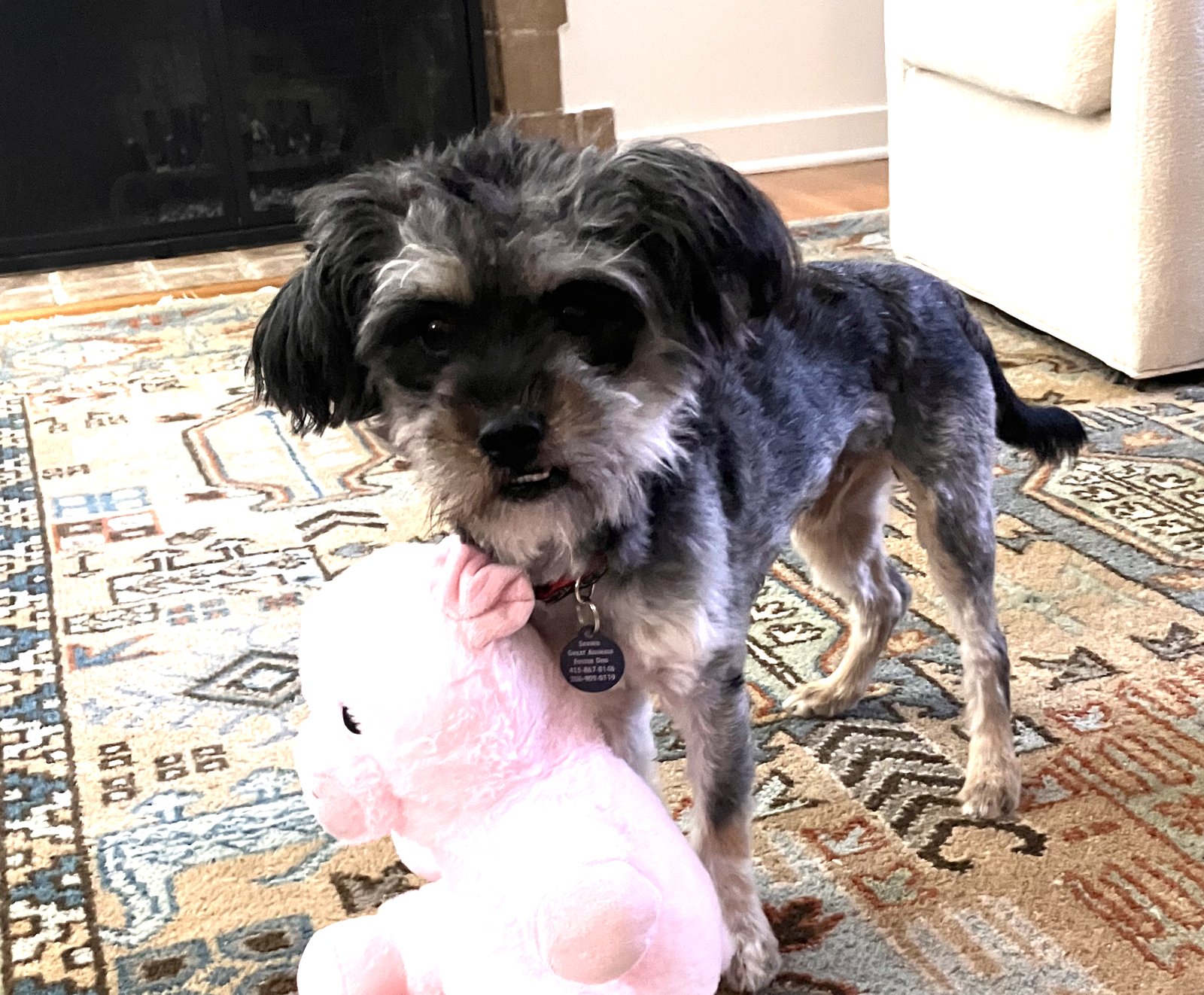 GARLAND - Schnauzer available for adoption