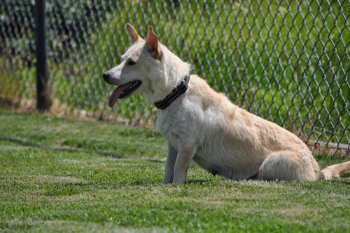 DARLA - Corgi / Chihuahua available for adoption