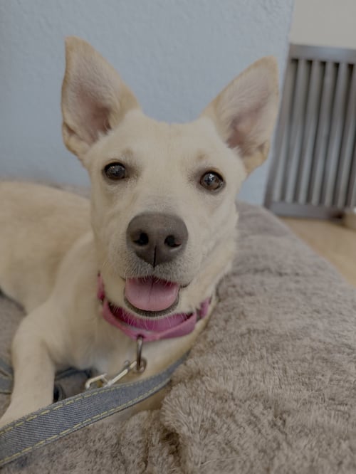 DARLA - Corgi / Chihuahua available for adoption