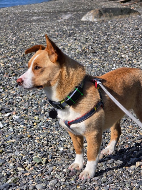 CHEESE - Corgi available for adoption