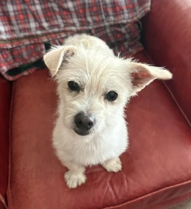 SALLY - Terrier / Chihuahua available for adoption