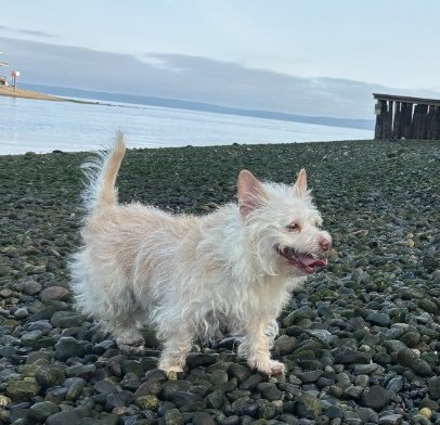 MARI - Cairn Terrier available for adoption