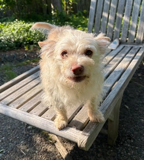 MARI - Cairn Terrier available for adoption