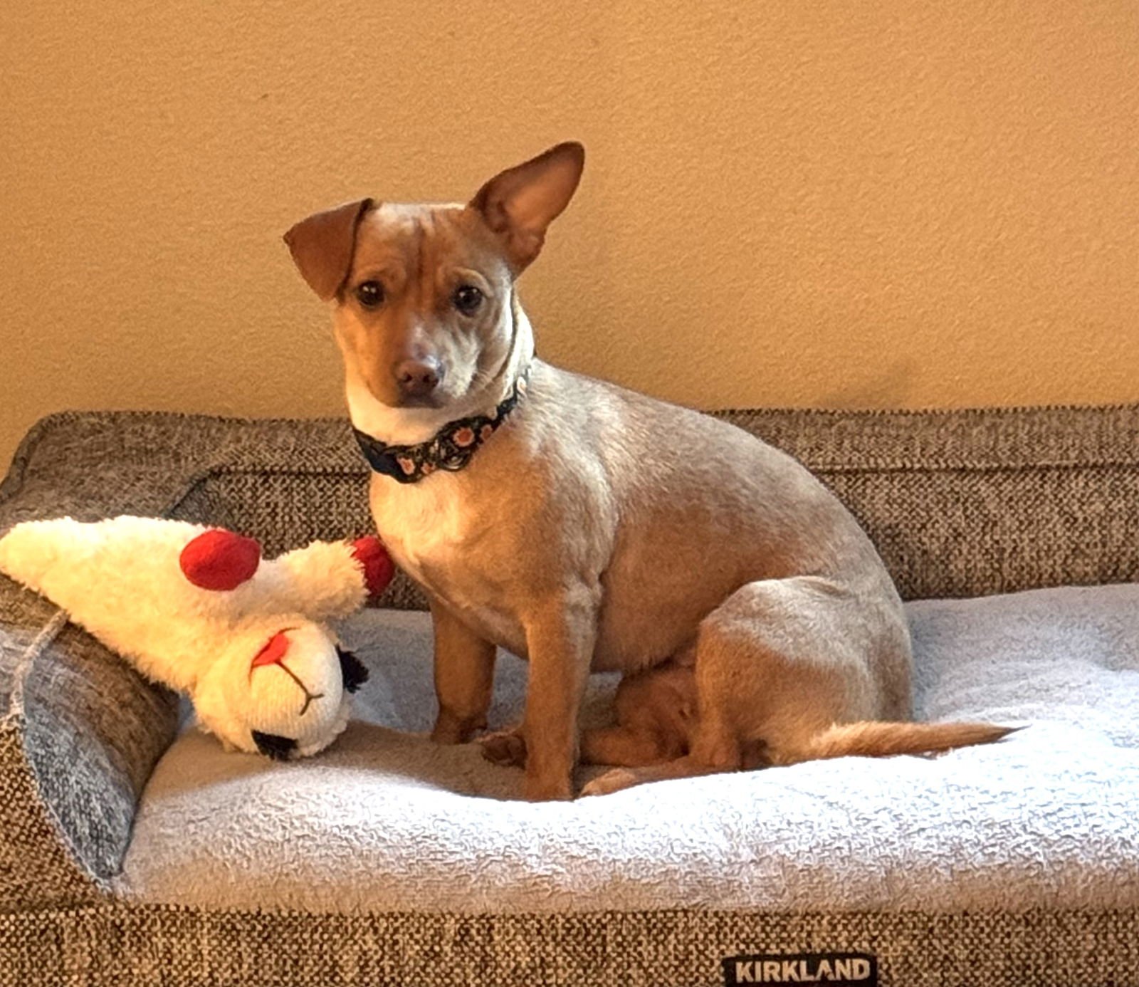 COCO - Chihuahua available for adoption