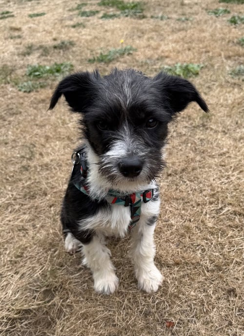 ACORN - Terrier available for adoption