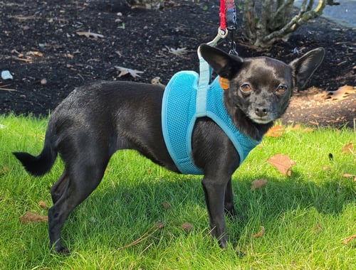 NALA - Chihuahua available for adoption