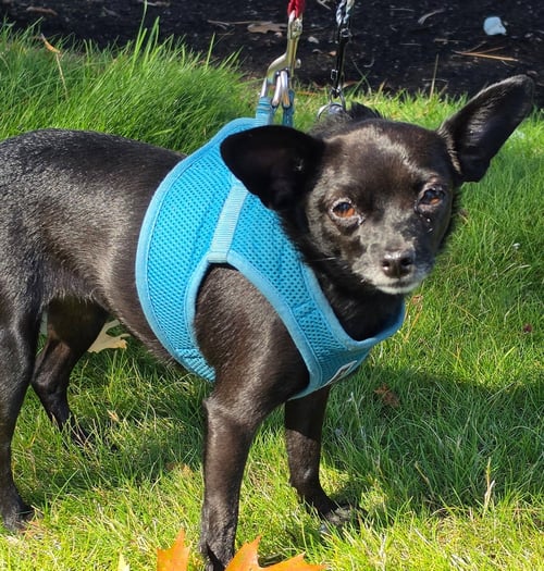 NALA - Chihuahua available for adoption