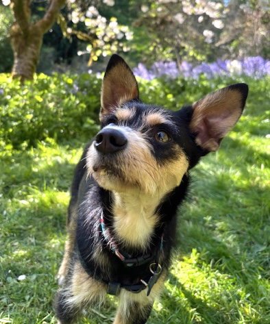 ODIE
