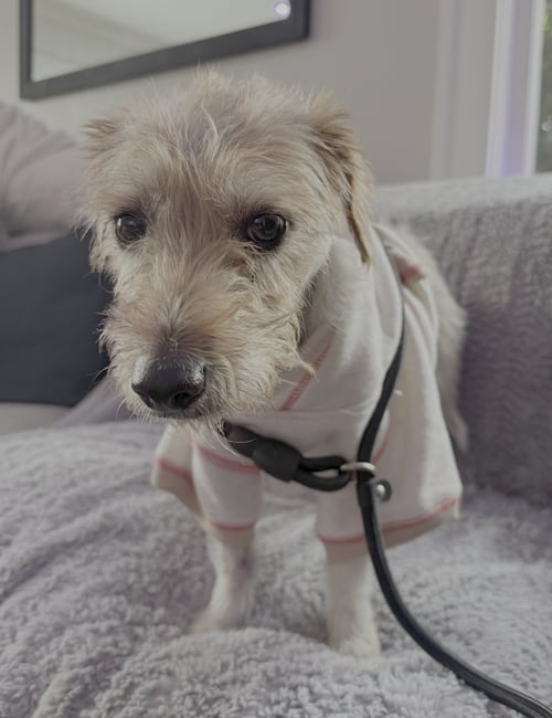 POPPY - Jack Russell Terrier available for adoption
