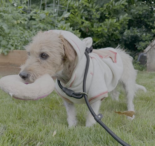 POPPY - Jack Russell Terrier available for adoption