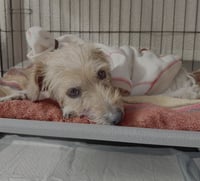 Poppy - Photo 3